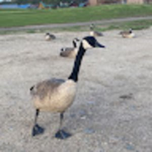 Meet your Posher, T.